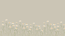 Chamomile Field Flowers Border. Beautiful Nature Cute White Daisy Art Drawing With Background. Spring Daisy Banner Footage. Summer Flowers. Beautiful Meadow. Summer Background, Hand Drawn Flower.