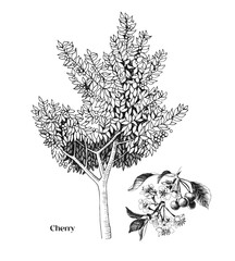 Cherry tree and branch vector