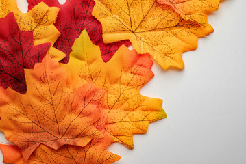 Wall Mural - Autumn maple leaves