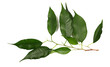 Ficus Benjamina green leaves, weeping fig twig isolated on white, top view