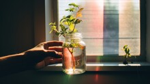 A Hand Touches A Small Plant In A Water Bottle Placed Near The Window. ,