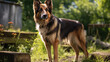 German shepherd dog standing in the garden and looking at the camera.