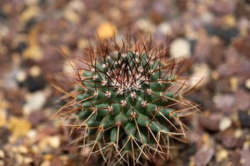 Rainbow pincushion cactus or Mammillaria Rhodantha plant in Saint Gallen in Switzerland