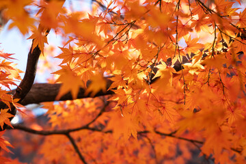 Wall Mural - beautiful maple leaves on the tree in autumn season.