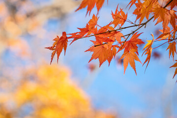 Wall Mural - beautiful maple leaves on the tree in autumn season.