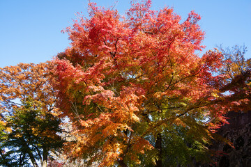 Wall Mural - beautiful maple leaves on the tree in autumn season.