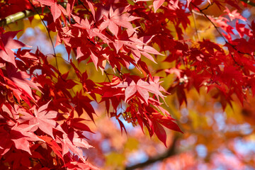 Poster - Beautiful maple leaves on the tree in autumn season.