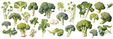Botanical Illustration Set Of Broccoli Cabbage In Retro Style, PNG.