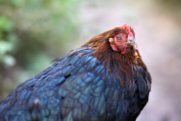 Sticker - Close up of chicken with eye cataract