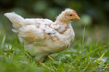 young white brown chick close up