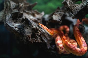 Wall Mural - Fluorescent Orange Corn Snake (Pantherophis guttatus)