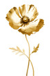 Golden poppy flower  with stem isolated