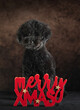 Puppy Poodle with red Merry Xmas board