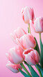 Pink tulips on pink background. Bouquet of spring flowers.