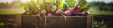 Organic Beets In A Wooden Box On The Field.Generative AI