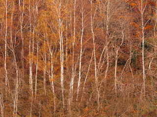  Bosquet d'arbres au couleurs de fin d'automne