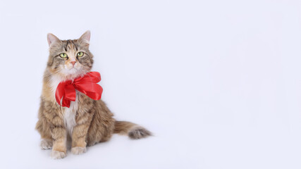 Wall Mural - Cat with red ribbon looks up.
Cute Cat with bow tie collar.
Adorable feline wearing red accessory. 
Studio shot of lovely Cat with collar and bow tie copy space. Copy space. Gift. Holiday. 