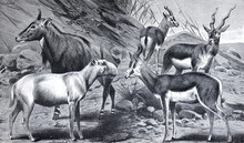 Vintage Hand Drawn Illustration Antelope (Antilope) And Gazelle. Vintage Poster Of Antilope And Gazelle. Africa Wildlife Poster. 