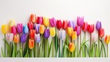 Fototapeta Tulipany - Breathtaking arrangement of rainbow-colored tulips, standing out against a white backdrop.