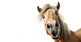Fototapeta  - Portrait of a surprised horse on a white background. Banner concept for veterinary clinic or pet store.