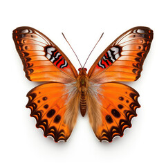 Wall Mural - Bright Orange Butterfly Isolated on Clean White Background