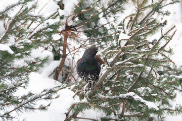 Wall Mural - Western Capercaillie, Tetrao urogallus