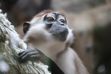 Red-capped Mangabey Looking Up