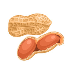 Wall Mural - Peanut vector illustration, isolated on white background.