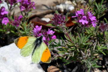 Poster - Aurorafalter  (Anthocharis cardamines) an Thymian -  Griechenland // Orange tip on Thyme - Greece