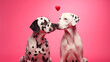 Valentine's Day love concept couple dalmatians dog .