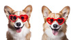Cute dog for Valentine’s Day: Set of funny portrait Corgi with heart-shaped sunglasses, Isolated on Transparent Background, PNG