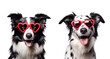 Valentine’s Day Set: Cute Dog, a Border Collie with Heart-Shaped Sunglasses, Isolated on Transparent Background, PNG