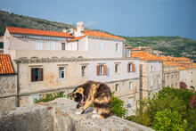Tortoiseshell Cat Sitting On The Wall Of Dubrovnik Old Town
