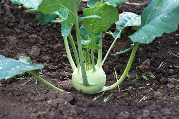 Wall Mural - Organic turnip kohlrabi vegetables in vegetable garden. Kohlrabi grows on a farm. Fresh and ripe. Ready to harvest. Selective focus.