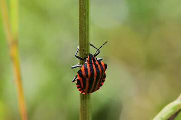 Wall Mural - A smelly colored beetle striped bug crawls up a blade of grass