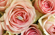 Gold diamond engagement ring in beautiful pink rose flower among big amount of roses in big bouquet close up with blurred background