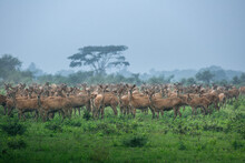 Herd Of Deer, Baluran National Park, Situbondo Regency, East Java, Indonesia