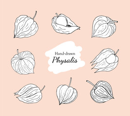 Wall Mural - Physalis fruit vector drawings set. Tomatillo fruit set. Hand-drawn physalis. Hand-drawn Physalis doodle illustration isolated on a white background.