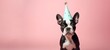 Celebration, happy birthday, Sylvester New Year's eve party, funny animal greeting card - Cute frenchulldog dog pet with pink party hat on pink wall background texture