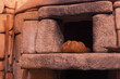 Freshly baked bread in an old stone oven.