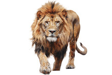 Lion Savanna Sovereign On A White Or Clear Surface PNG Transparent Background