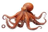 Fototapeta Do akwarium - Octopus Ocean Illusionist on a White or Clear Surface PNG Transparent Background