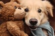 Joyful happy and friendly golden retriever dog playing with brown teddy bear, cute close up photography of a young puppy