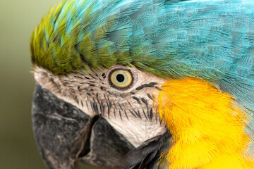 Wall Mural - blue and yellow macaw (ara arauna) close up in bolivia