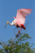 Roseate Spoonbill adult flapping wings