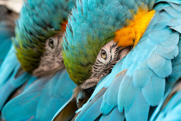 Wall Mural - blue and yellow macaw (ara arauna) close up in bolivia