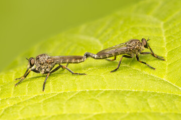 Two robber flies mating on a green leaf