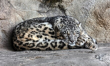 Snow Leopard Sleeping On The Snow. Latin Name - Uncia Uncia
