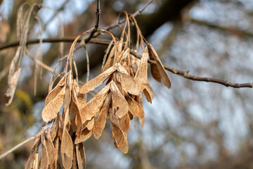 Close up of a dry branch maple wings	