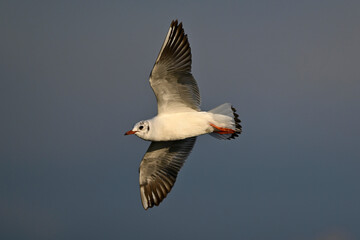 Poster - Lachmöwe // Black-headed gull (Chroicocephalus ridibundus / Larus ridibundus)